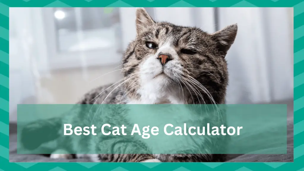best cat age calculator